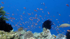 音乐短片 - 水下世界