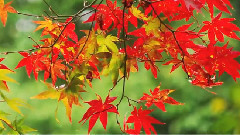 音乐短片 - Autumn Leaves 秋叶