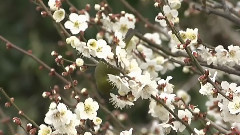 音乐短片 - 春花情怀