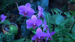 音乐短片 - Orchidee