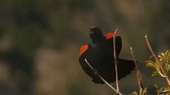 音乐短片 - 欢沁 (恋爱中的动物们)