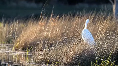 音乐短片 - Spring