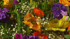 音乐短片 - Contigo