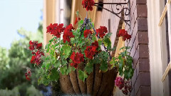 音乐短片 - 索尼