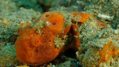 音乐短片 - 海下动物世界