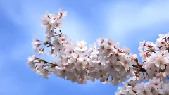 音乐短片,风景, - 好不容易
