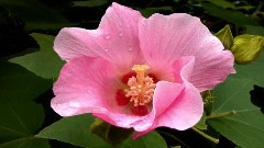 音乐短片 - Thoughts On The Life