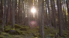 音乐短片 - Trail Of Cedars