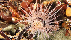 音乐短片 - Monterey