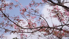 音乐短片 - 自然 櫻