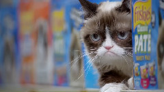 音乐短片 - Happiness Finds Grumpy Cat