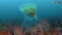 音乐短片 - Dancing With The Stars