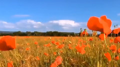 音乐短片 - 那些花儿