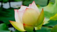 音乐短片 - 2015台北内湖白石湖景观:莲花 百合花 金针花争艳