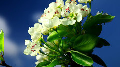 音乐短片 - Spring Flowering Tree 2 k And 4 k