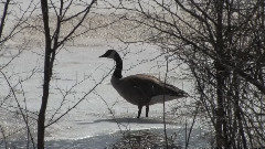 音乐短片 - The Goose In The Spring