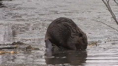 音乐短片 - 美国海狸