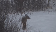 音乐短片 - 白尾鹿