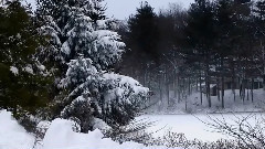 音乐短片 - Oiseauxglaces