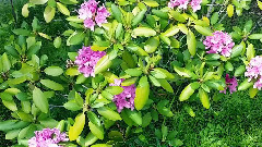 音乐短片 - 大自然美丽的秘密