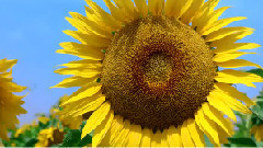 音乐短片 - 星空