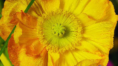 音乐短片 - 缤纷