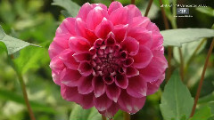 音乐短片 - 松下4K摄录机