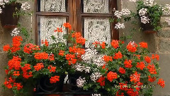 音乐短片 - Strolling