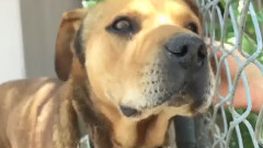 音乐短片 - 毛小孩重生记!美国善心男子断开狗狗长达10几年的炼狱生涯