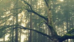 音乐短片 - Wilderness