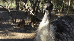 音乐短片 - Extreme Australia