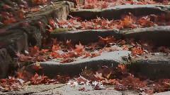 爱看雪的女郎