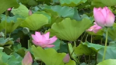 音乐短片 - 2015莲花季 Lotus Flower
