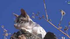 日本群星,相武纱季 - 岩合光昭の猫步走世界~马德里篇~