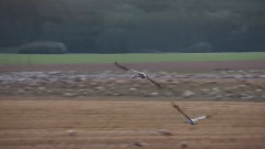 音乐短片 - Grusgrus - Kranich-Utkiek