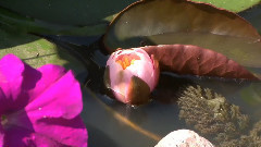 音乐短片 - 自然