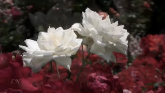 音乐短片 - 风流寡妇圆舞曲