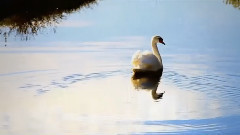 音乐短片 - A小调华尔兹圆舞曲