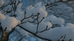 音乐短片 - Orphey