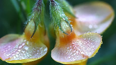 音乐短片 - Sweet Morning Dew