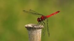 音乐短片 - 日本稻田秋色