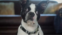 音乐短片 - Stella Travel To Northern California