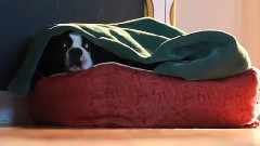 音乐短片 - 斯特拉的一天