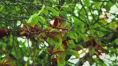 音乐短片 - No More Tears