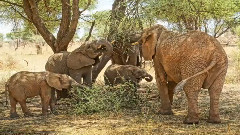 音乐短片 - Remember The Elephant(Official Music Video)