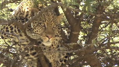 音乐短片 - 肯尼亚豹