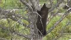 音乐短片 - 黑熊幼崽的旅程