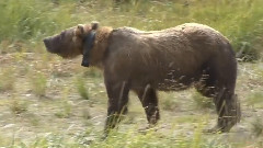 音乐短片 - Grizzly Bear Cub