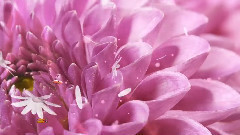 音乐短片 - Wedding In The Dream 吉他版