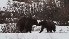 音乐短片 - Grizzly Bear 610 Spring 2013